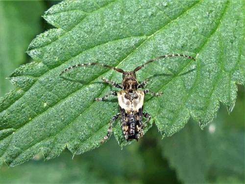 Réf. 312 357 : Pogonocherus hispidus